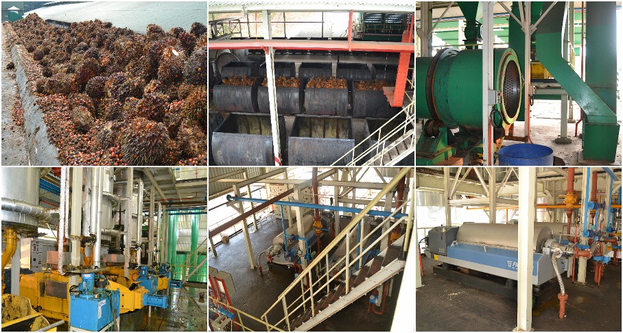 palm oil mill plant
